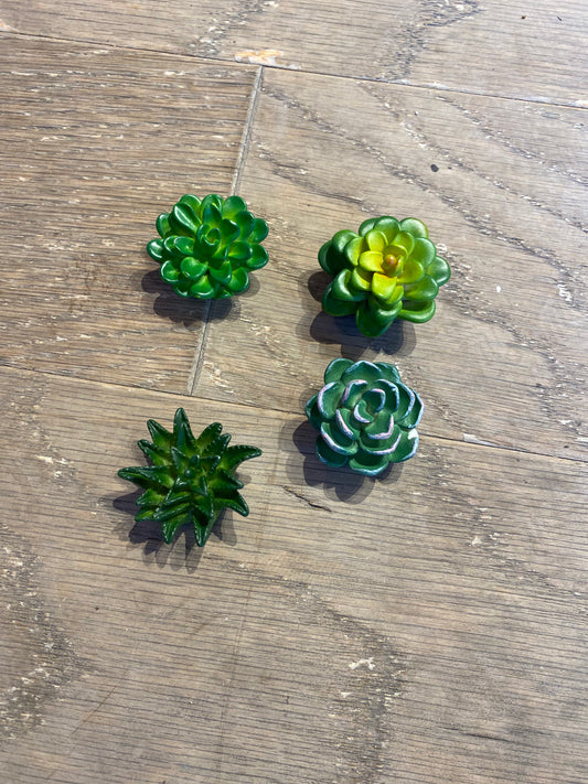 Succulent magnet